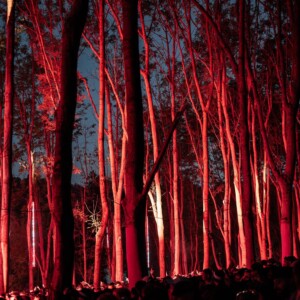 Forbidden Forest Event Photo